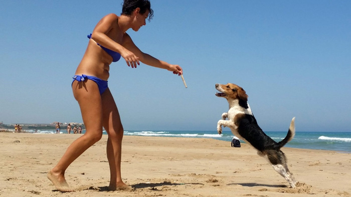 dog-dance-stare-in-forma-cane