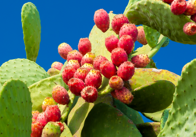 Fichi d’India: inaspettatamente dolci