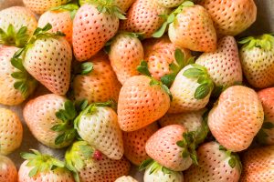 Gusto, benefici e usi della fragola bianca