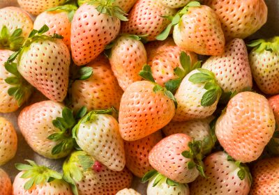 La fragola bianca, una fragola che sa di ananas!