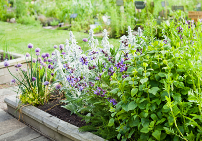 Giardino aromatico: come crearlo?