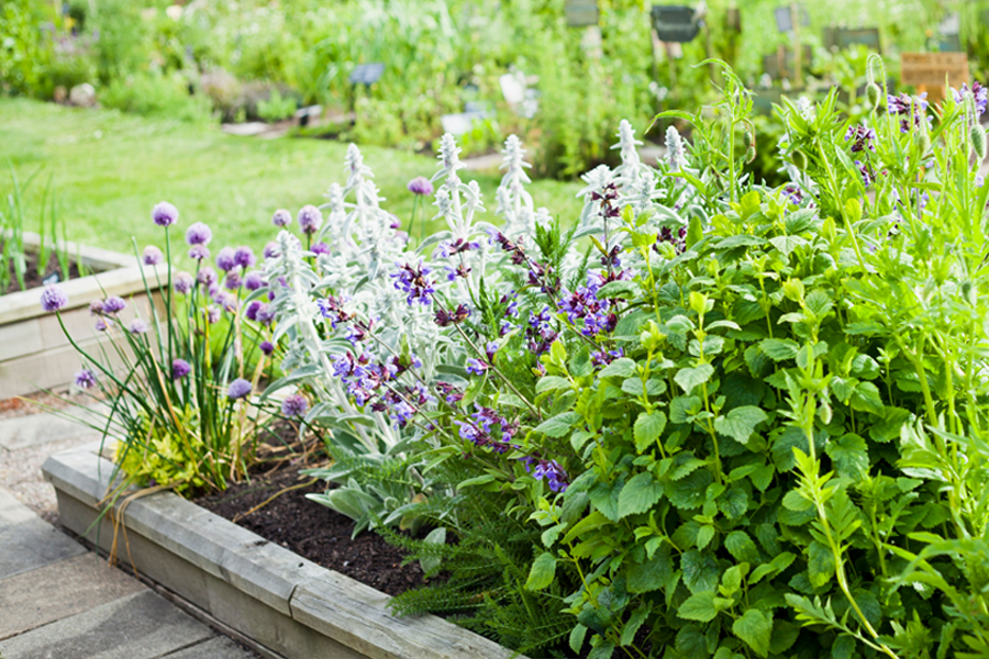 creare un giardino aromatico