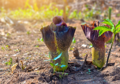 Glucomannano: proprietà, benefici e come può aiutare nel controllo del peso