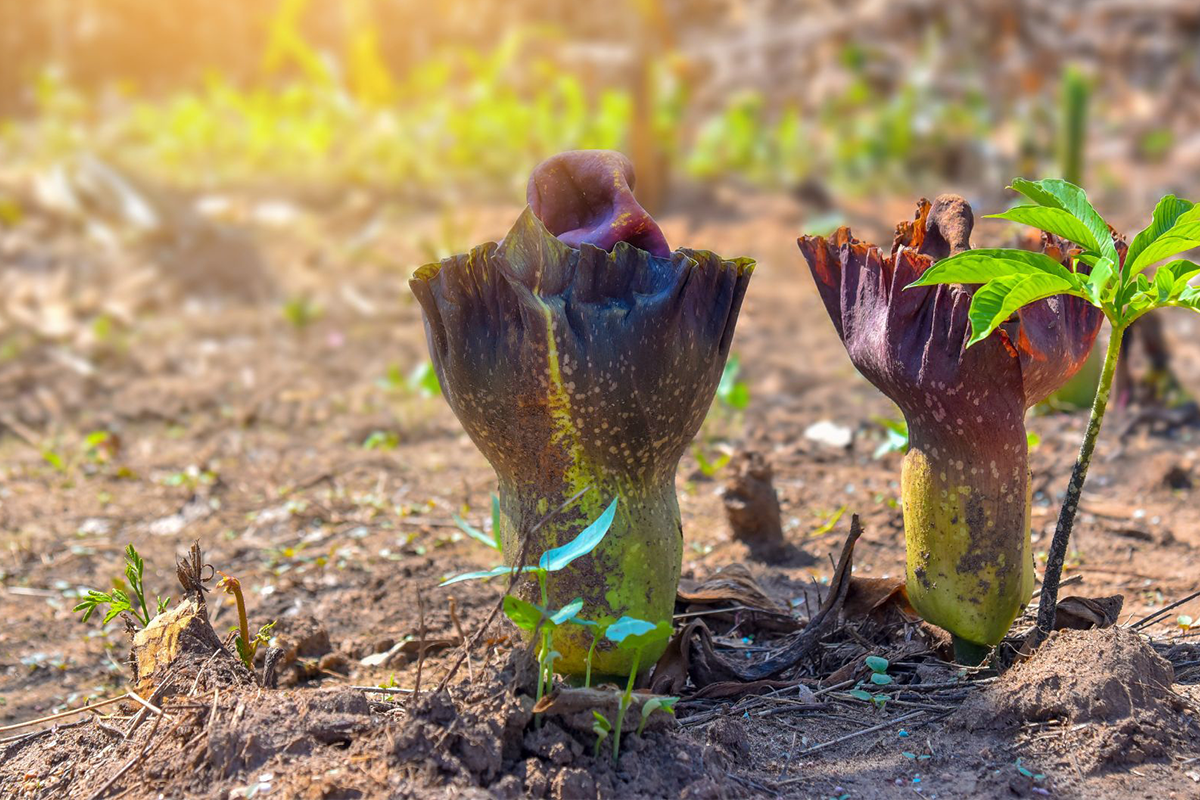 Glucomannano: proprietà, benefici e come può aiutare nel controllo del peso