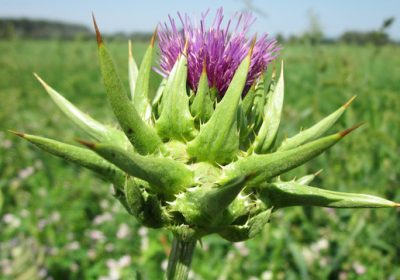 Guida alle erbe detox!