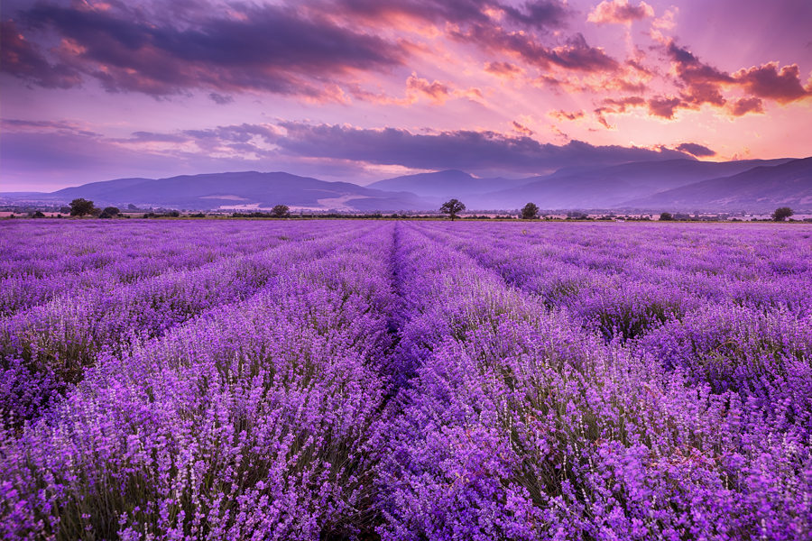 lavanda proprietà benefici