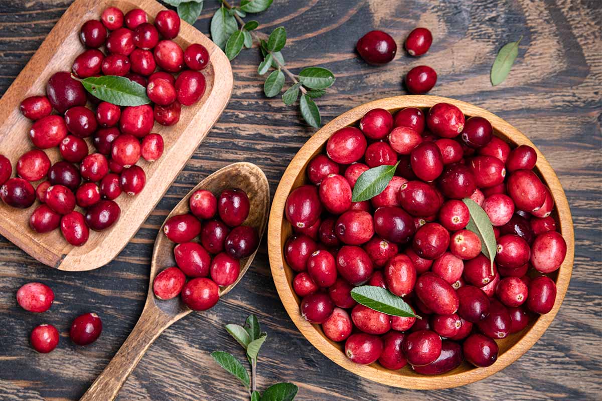 Mirtillo Rosso (Cranberry): proprietà e benefici per cistite e non solo