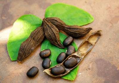 Mucuna Pruriens integratore: proprietà, benefici e utilizzi