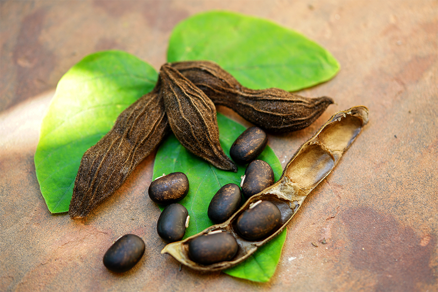 Semi di mucuna pruriens, utili per il benessere fisico e mentale