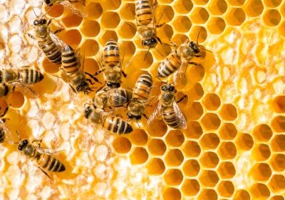 Black Bee – La Regina delle Api