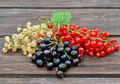 Ribes, il tocco agrodolce che fa la differenza