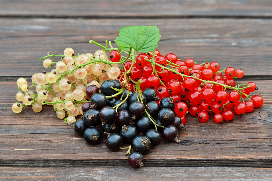 ribes benefici proprietà