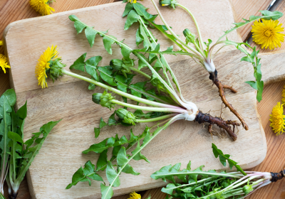 Benefici del tarassaco: proprietà e come usarlo
