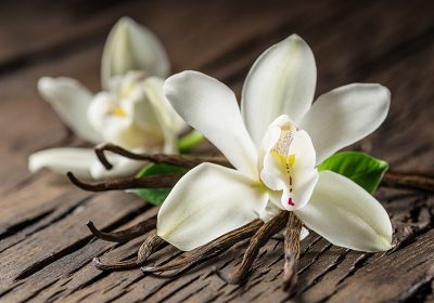 Vaniglia, l’orchidea che conquistò i due mondi